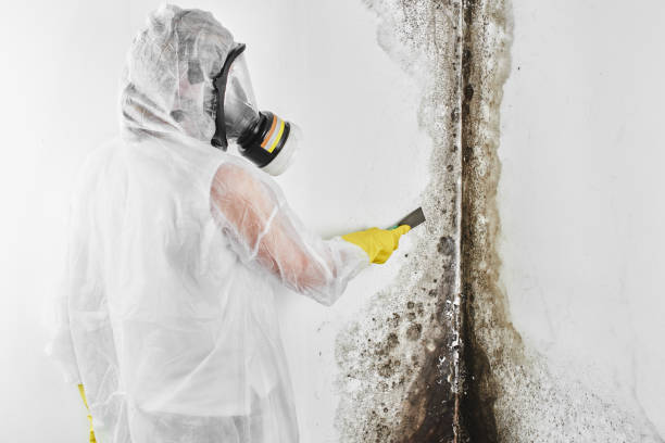 Best Mold Removal Company Near Me  in Nolanville, TX