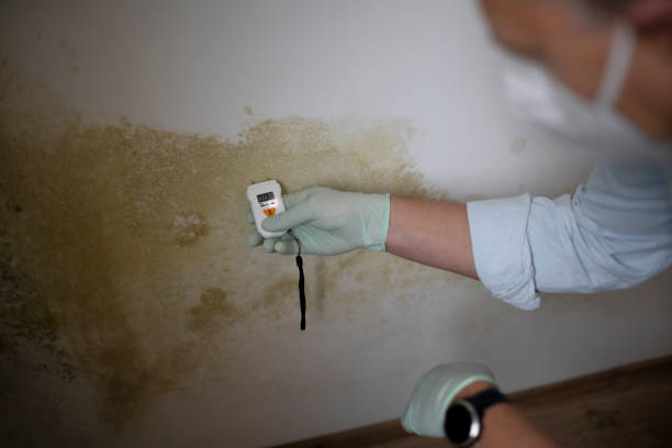 Best Mold Remediation  in Nolanville, TX