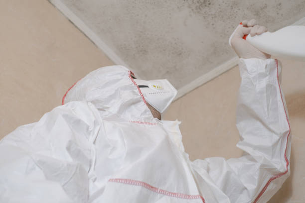 Best Toxic Mold Removal  in Nolanville, TX