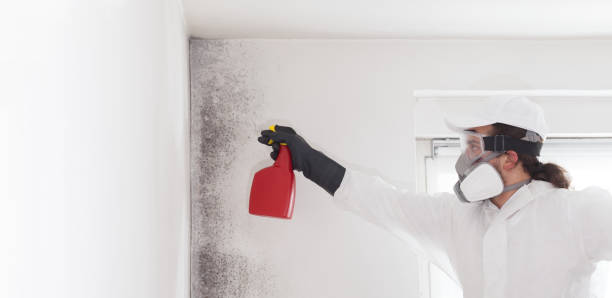 Best Mold Testing  in Nolanville, TX