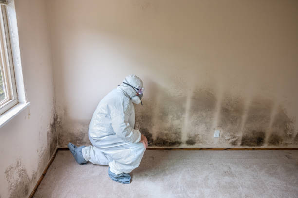 Best Mold Testing  in Nolanville, TX