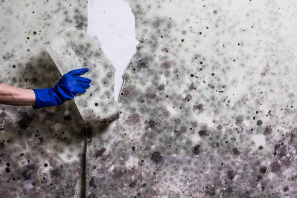 Best Crawl Space Mold Removal  in Nolanville, TX