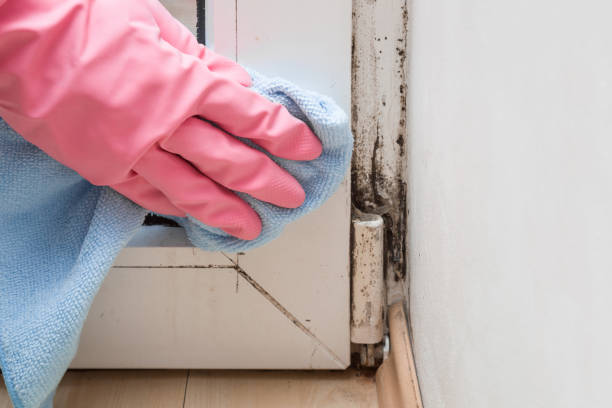 Best Mold Damage Repair  in Nolanville, TX