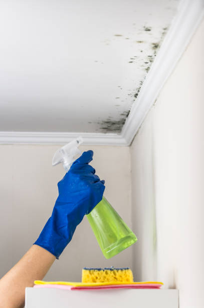 Home Mold Removal in Nolanville, TX