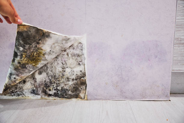 Best Commercial Mold Removal  in Nolanville, TX